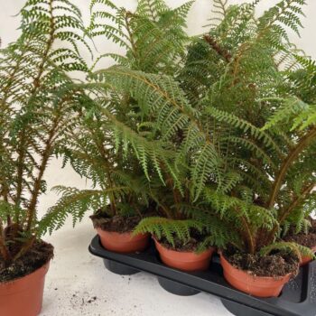 Cyathea Tomentossissima (Highland Lace)
