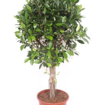 Ficus Nitida