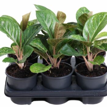 Aglaonema Apple Fantasy