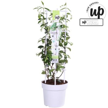 Trachelospermum Star of Venice P23