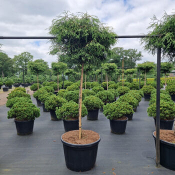 Thuja plicata 'Kagers Beauty'