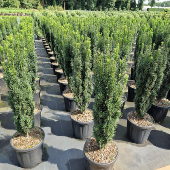 Taxus baccata 'Fastigiata'