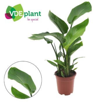 Strelitzia 17cm