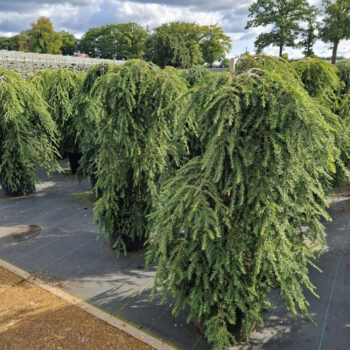 Tsuga can. 'Pendula'