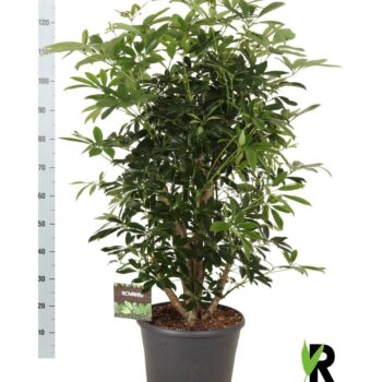 Schefflera arb. Compacta vertakt