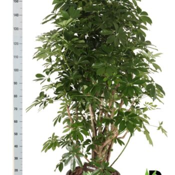 Schefflera arb. Compacta vertakt