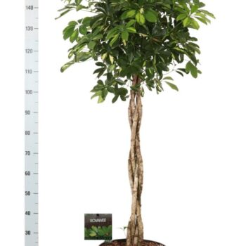 Schefflera arb. Gold Capella gevlochten stam