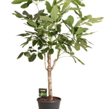 Schefflera antinophylla Amate op stam