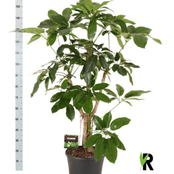 Schefflera antinophylla Amate vertakt