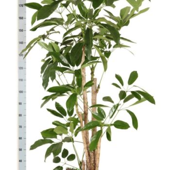 Schefflera antinophylla Amate vertakt