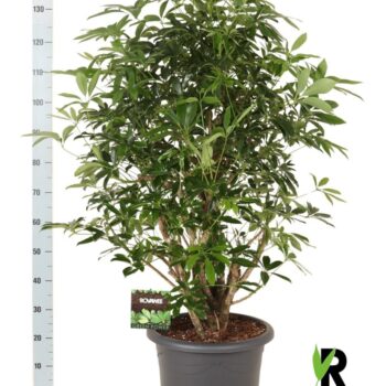 Schefflera arb. Compacta vertakt