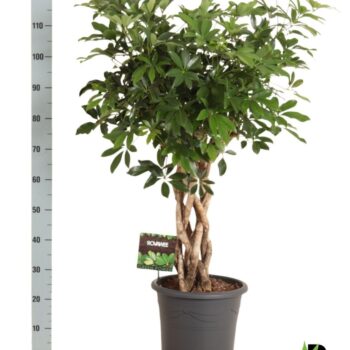 Schefflera arb. Compacta gevlouchten cilinder