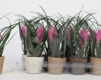 Tillandsia cyanea 'Anita' in mand Mali