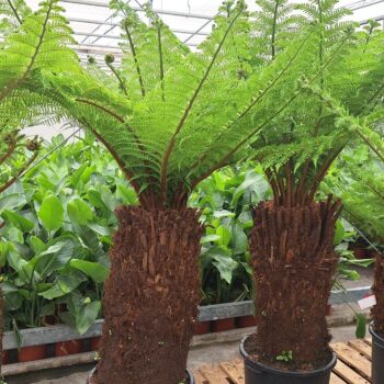 Dicksonia 120 cm