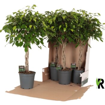 Ficus benj. Exotica gevlochten stam in fust 352