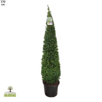 Buxus Sempervirens Piramide 140-160