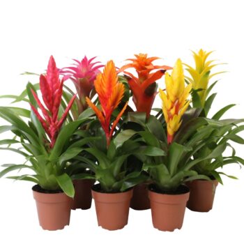 Bromelia Mix - 12 cm