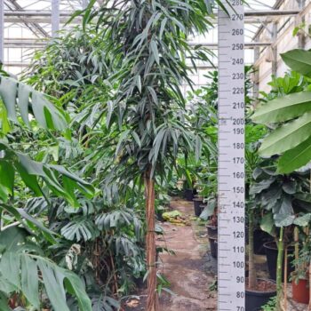 Ficus Alii gedraaide stam 325