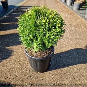 Thuja occ. 'Danica'