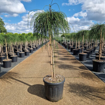 Thuja plicata 'Whipcord'