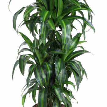Dracaena Hawaiian 60-carrousel