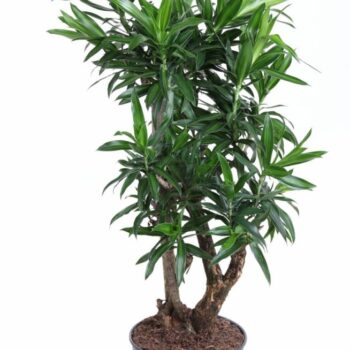 Dracaena Song Of Jamaica vertakt P27