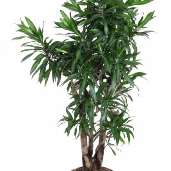 Dracaena Song Of Jamaica vertakt P31
