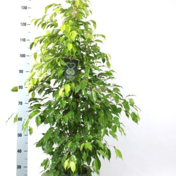 FICUS benjamina Reginald