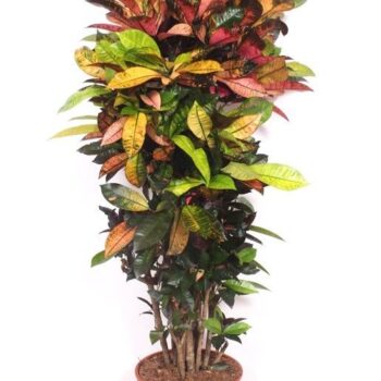 Codiaeum Iceton (Croton Iceton)
