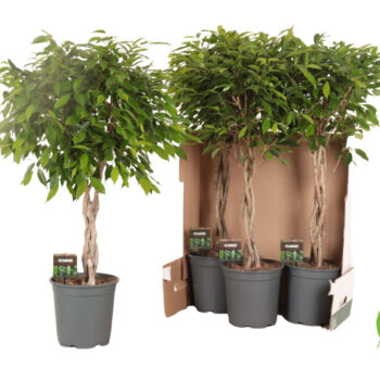 Ficus benj Foliole gevlochten stam in fust 352