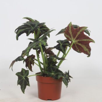 Begonia Draco 12cm