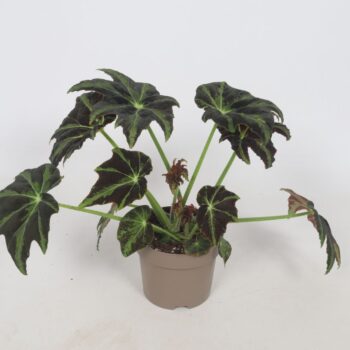 Begonia Draco 15cm