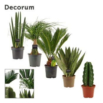 Groenmix 14 cm (Decorum)