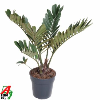 Zamia Furfuracea P21