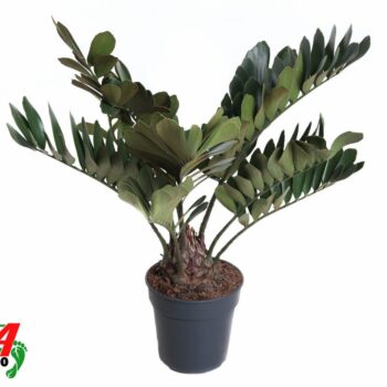 Zamia Furfuracea P24