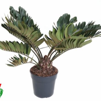 Zamia Furfuracea P27