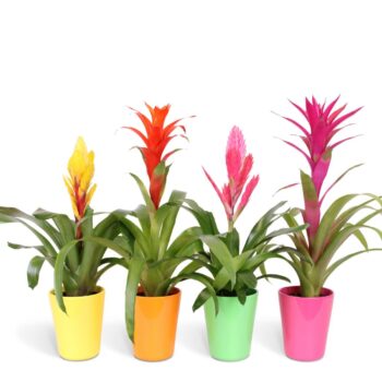 Bromelia Mix - 12cm in Florence ceramic
