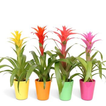 Guzmania Mix - 12cm in Florence ceramic
