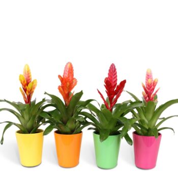 Vriesea mix - 12cm in Florence ceramic