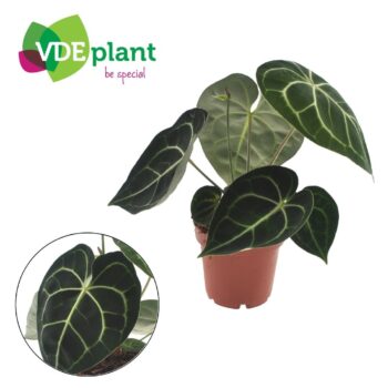 Anthurium Crystallinum