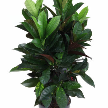 Codiaeum Mrs Iceton vertakt P21 (groen)