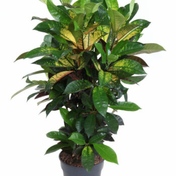 Codiaeum Mrs Iceton vertakt P24 (groen)