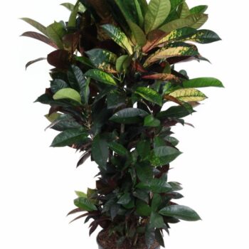 Codiaeum Mrs Iceton vertakt P27 (groen)