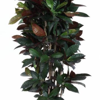 Codiaeum Mrs Iceton vertakt P31 (groen)