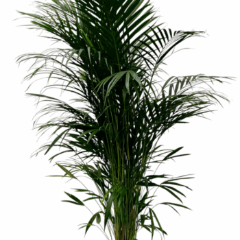 dypsis lutescens