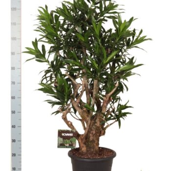 Dracaena reflexa vertakt