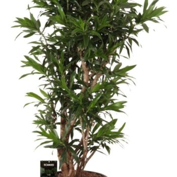 Dracaena reflexa vertakt