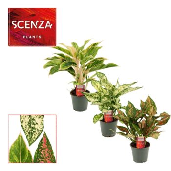 Aglaonema special mix 12 cm