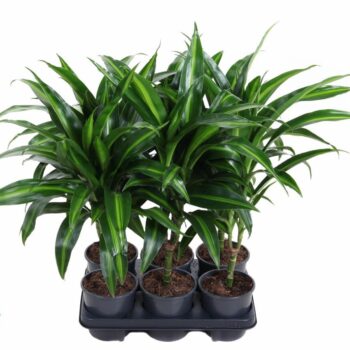 Dracaena Hawaiiana 15cm stam P13
