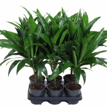 Dracaena Janet Craig 15cm stam P13
